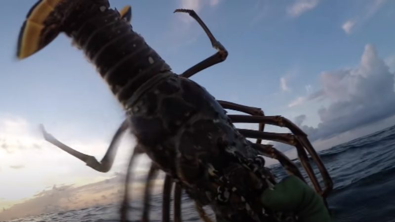 How to catch lobster With a Fishing Pole ! In Florida & California