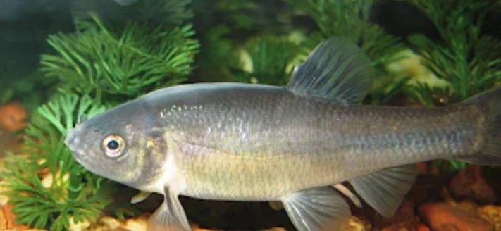 Types-of-Freshwater-Baitfish