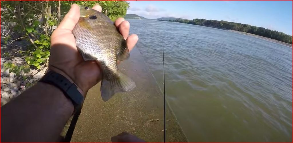 Article Title: How To Catch Bluegill?