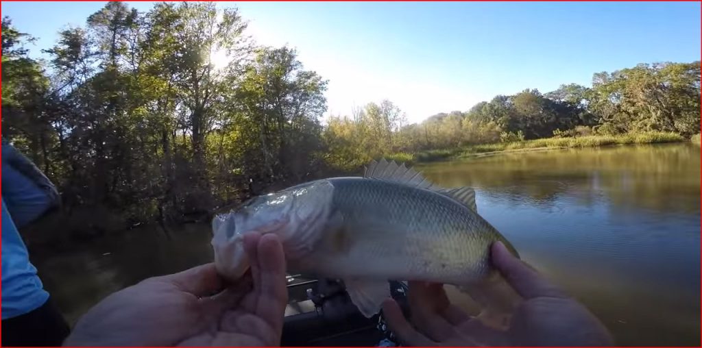 Article Title: How To Catch Largemouth Bass