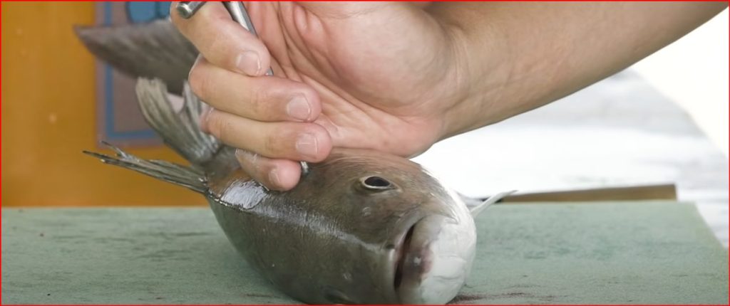 How to Humanely Kill a Fish (Quick and Humane Ways) 