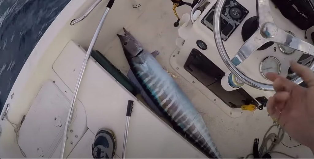 How to Catch Barracuda
