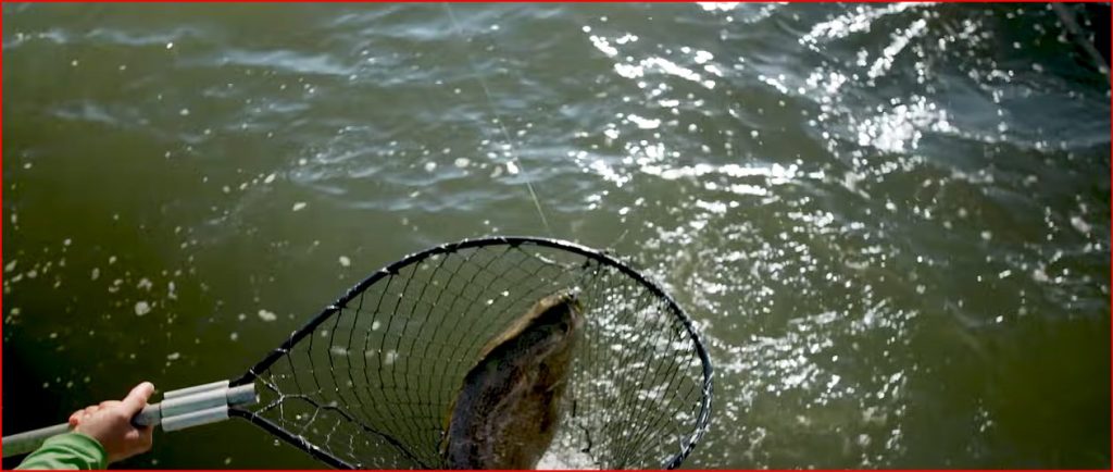 How-to-Catch-Tripletail