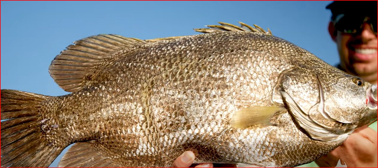 How to Catch Tripletail
