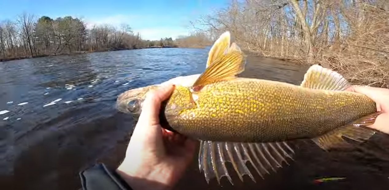 How to Catch Walleye