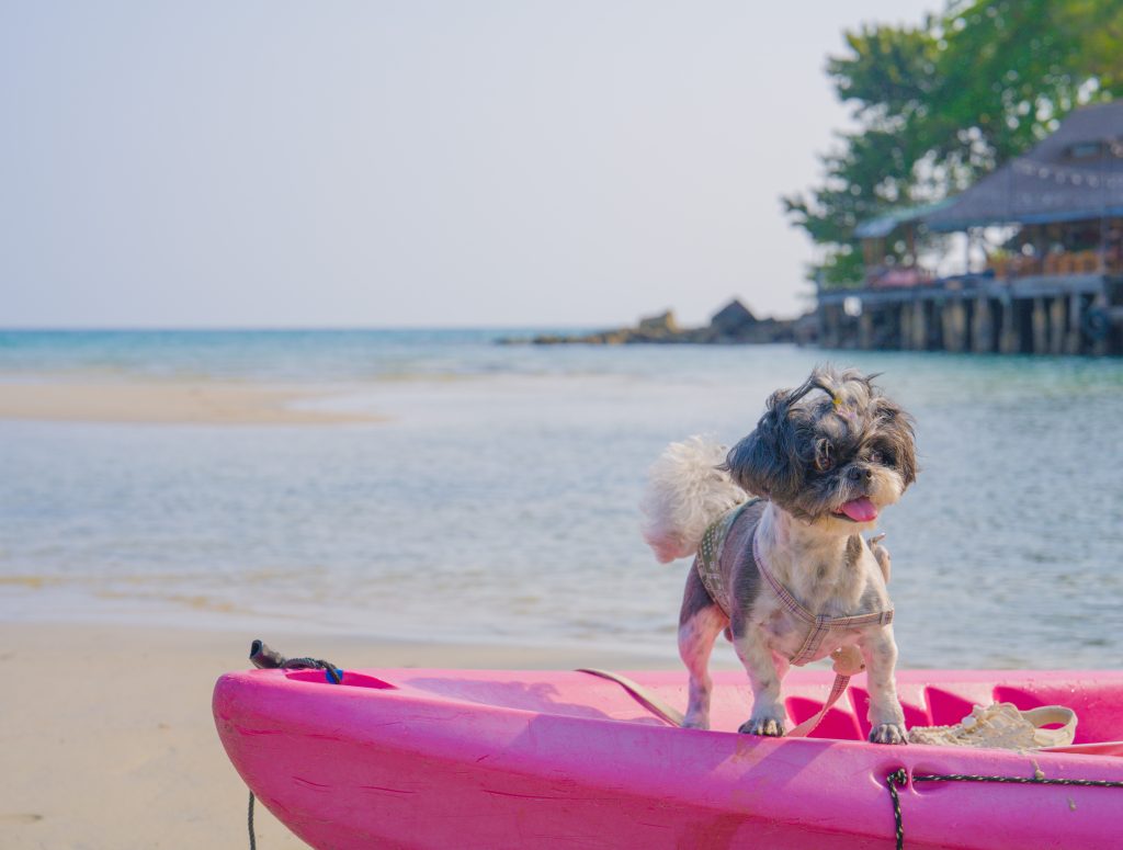 Best Kayaks for Dogs [Guide for Kayaking with Dogs]